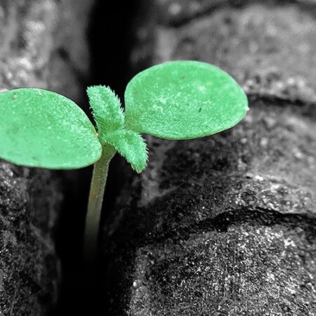 Giornata Mondiale della Salute Mentale: tutte le iniziative dell’Ordine